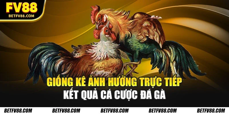 Hướng Dẫn Cá Cược Đá Gà Trực Tuyến Cho Người Mới Bắt Đầu 1 Giống kê ảnh hưởng trực tiếp kết quả cá cược đá gà